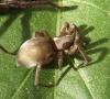 Scotophaeus sp.